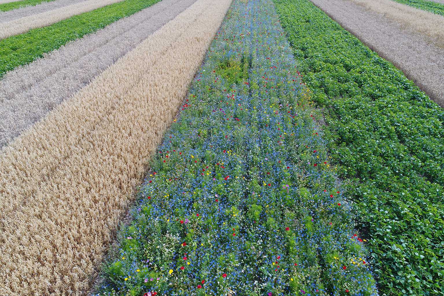 FLEUR DE LANDBOUW OP MET BIODIVERSITEITSSTRIPS