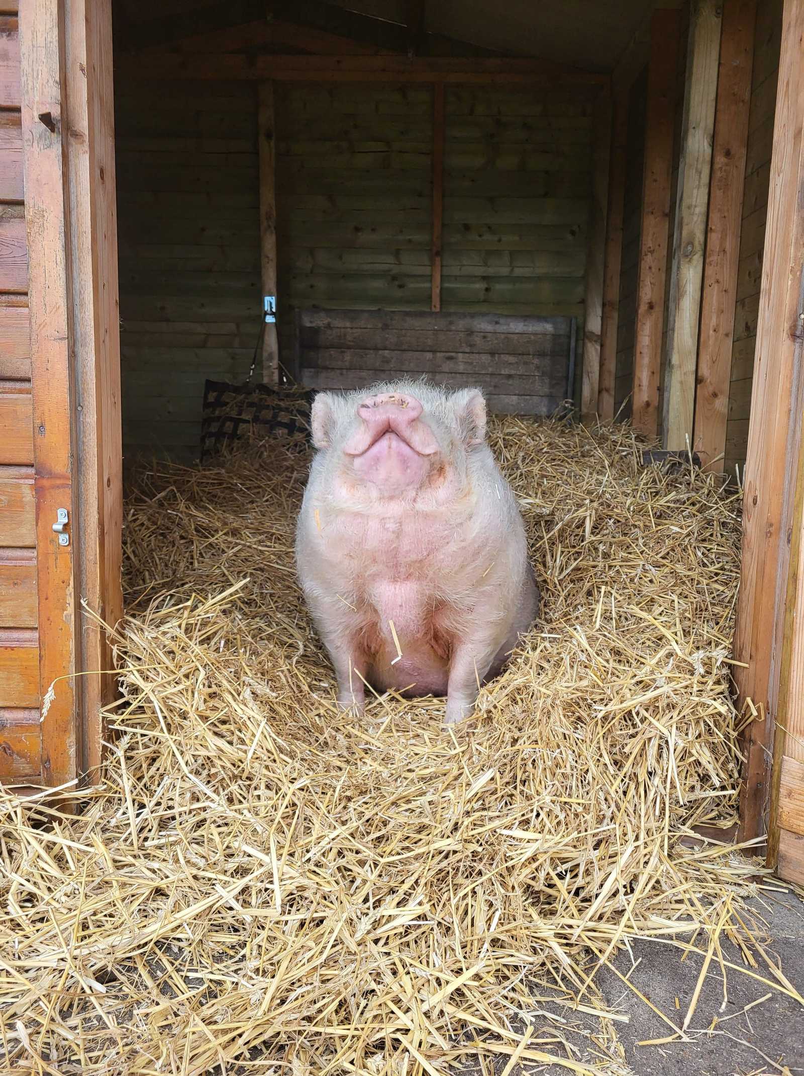 GUN DIEREN EEN NIEUW THUIS