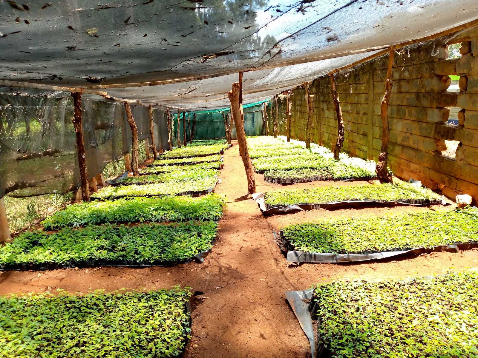 MAKE AFRICA GREEN AGAIN!