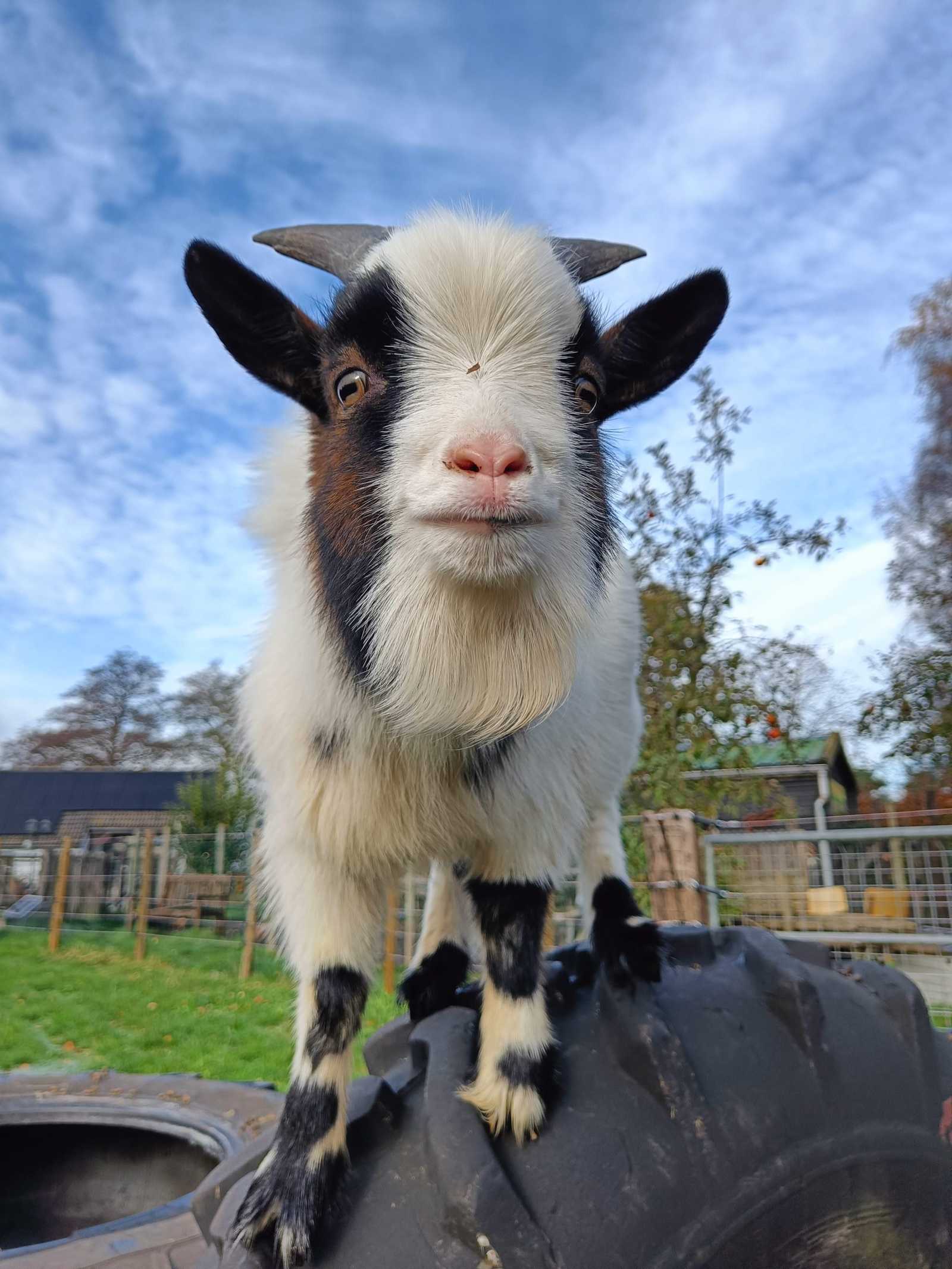 MEET & GREET DE VARKENSSCHUUR